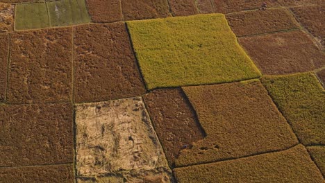 Toma-Aérea-Cinematográfica-De-Arrozales-Listos-Para-La-Cosecha,-Bangladesh