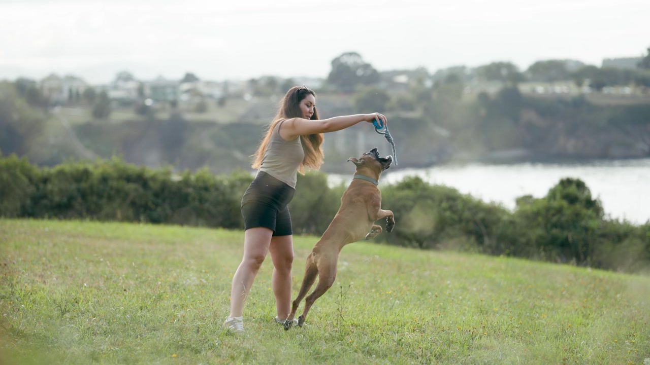 Young Woman Playing Tug of War with Her Boxer Dog in a Park