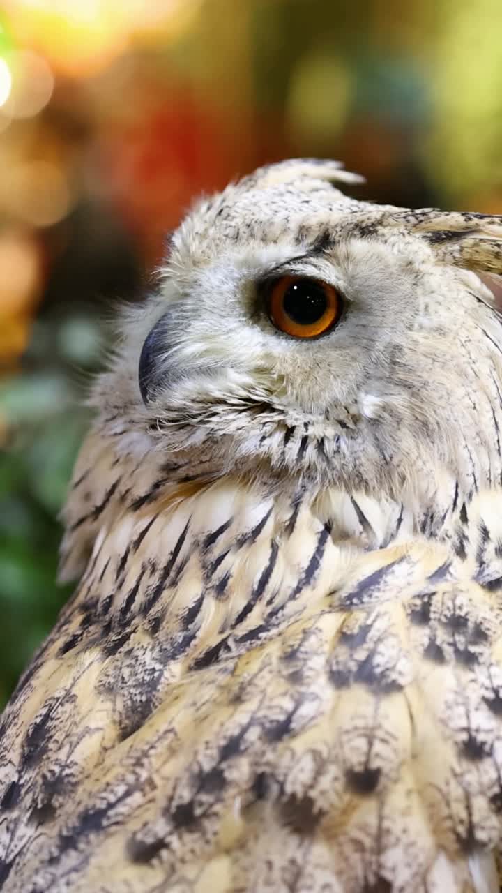 부이는 흐릿한 잎자루 배경에 머리를 회전시니다.