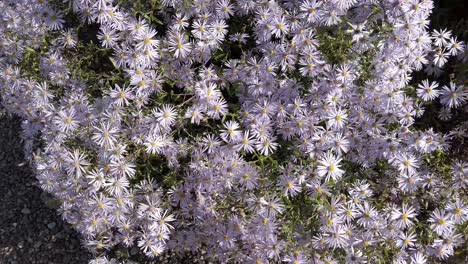 pale mauve michaelmas daisies in sunlight