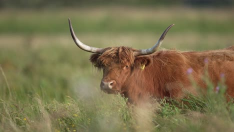 highland cow with majestic horns in dunes of wassenaar, low angle slow motion