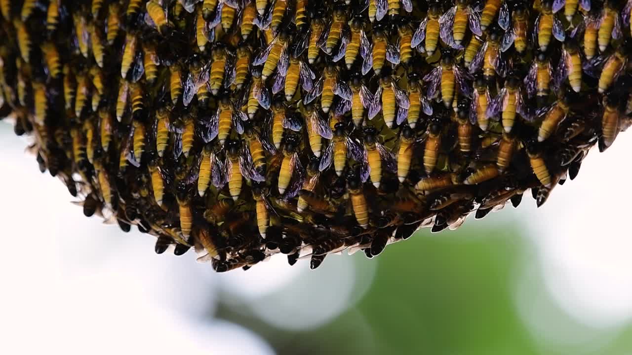 se sabe que las abejas melíferas gigantes construyen grandes colonias de nidos con bolsillos simétricos hechos de cera para almacenar miel como fuente de alimento.