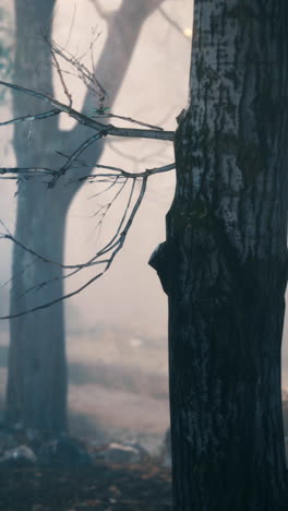 misty forest trunk