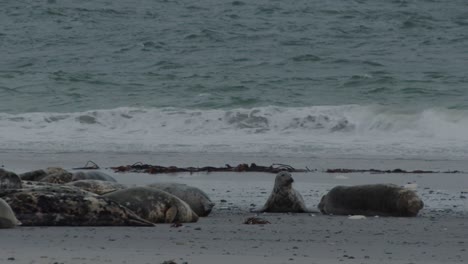 Colony-of-wild-seals-resting-on-sandy-ocean-coastline,-static-view