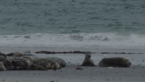colonia de focas salvajes descansando en la costa arenosa del océano, vista estática