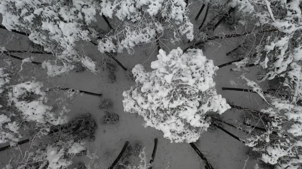 공중: 눈 덮인 봉우리가 있는 나무 위로 천천히 날아가는 탑 샷