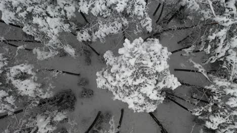 antena: toma superior de volar lentamente sobre árboles con picos cubiertos de nieve