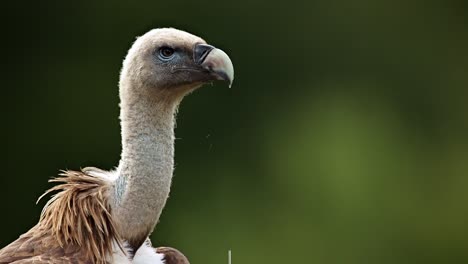 predatory gyps fulvus bird walking on grassy meadow