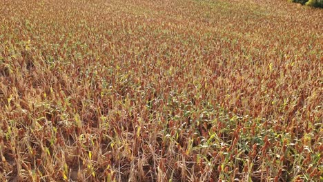 Looking-across-Milo-grain-field-and-the-end-of-the-season-and-flying-straight-up