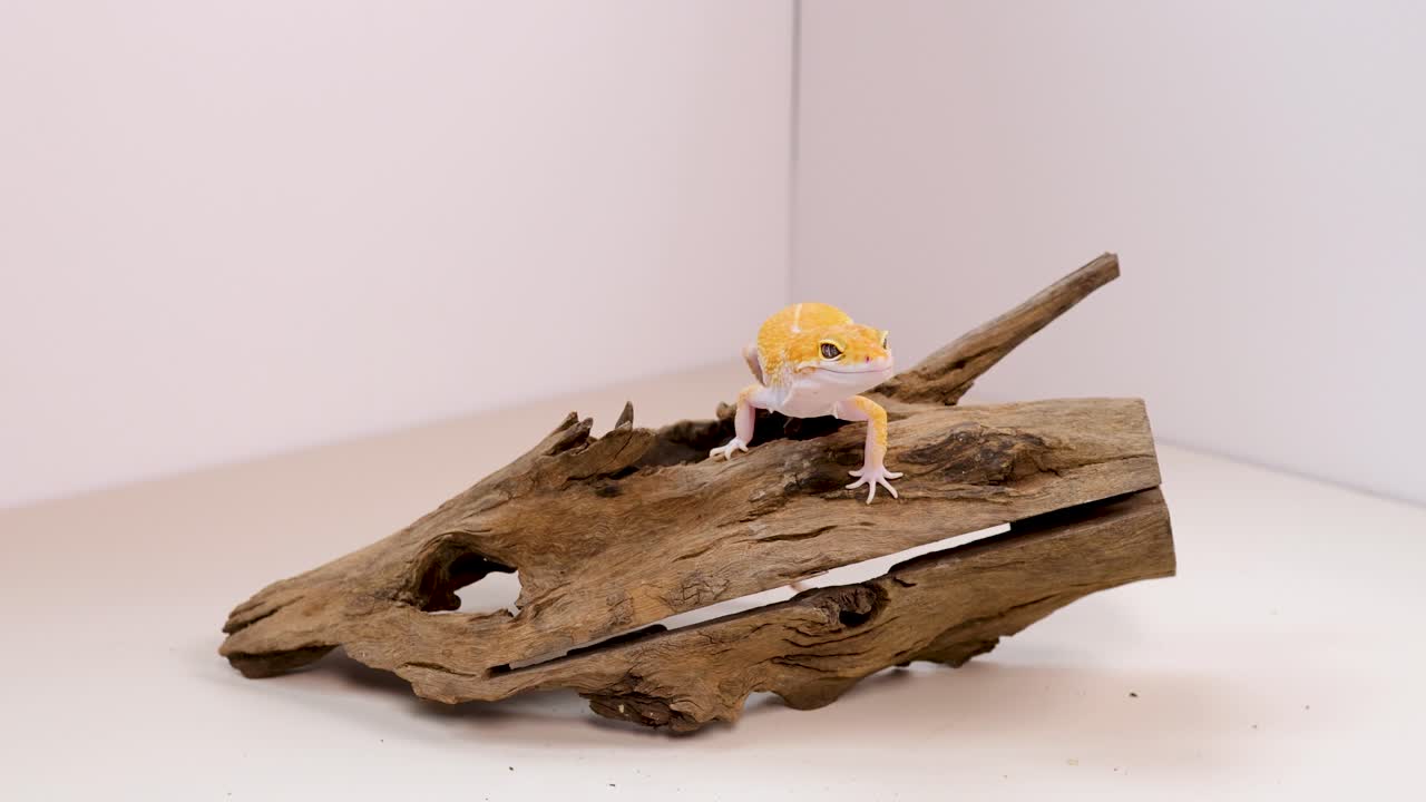 A yellow leopard gecko moves across a wooden structure in a well-lit studio environment, showcasing its natural behavior