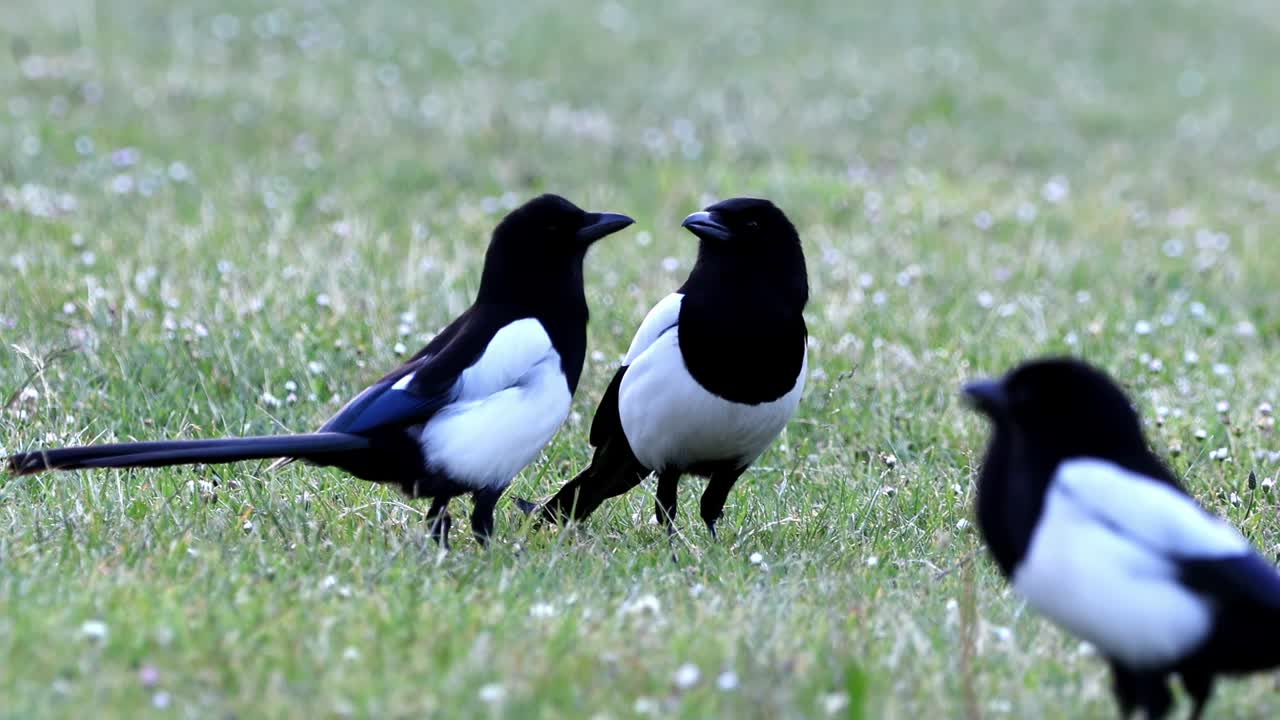 Group of four Eurasian Magpies, pica pica, communicating together, then walking out of shot