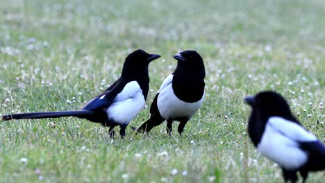 group of four eurasian magpies, pica pica, communicating together, then walking out of shot