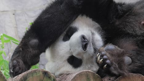 giant panda is sleeping (ailuropoda melanoleuca) also known as the panda bear or simply the panda, is a bear native to south central china.