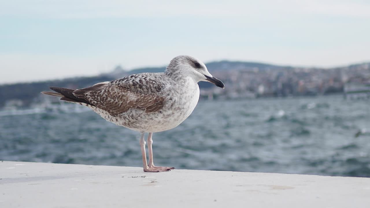 배경 에 도시 가 있는 해안 에 있는 바다표범