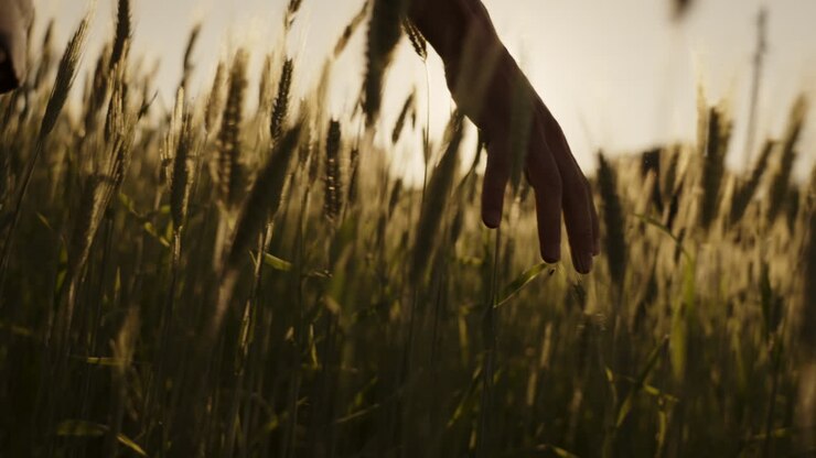 mano en un campo de trigo al atardecer