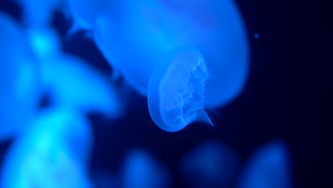 vertical video of a little blue jellyfish swimming with other jellyfish of the same species in the background