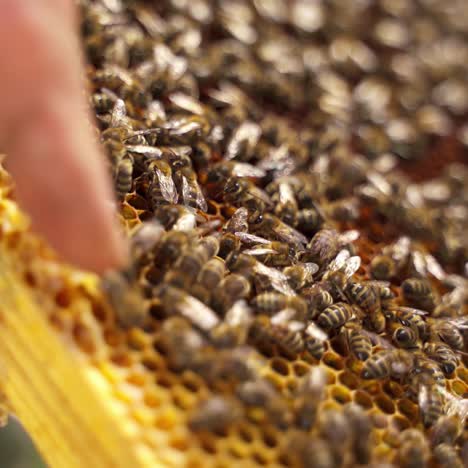 bees on frame. insects crawling on a honeycomb. busy bees working on honeycombs and making honey. pure natural product. close-up.