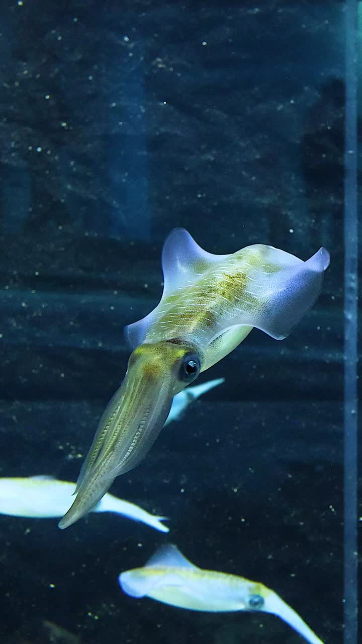 calamar nadando verticalmente en un tanque de agua clara