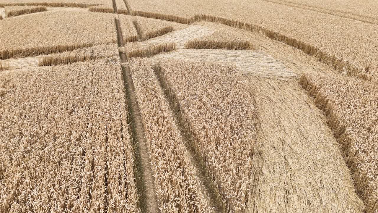 배드베리 링 (badbury rings) 은 도르 (dorset) 의 농촌 밀 농장 위의 낮은 공중 풍경입니다.