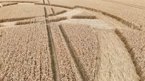 Badbury-rings-crop-circle-low-aerial-view-over-rural-wheat-agricultural-field-in-Dorset