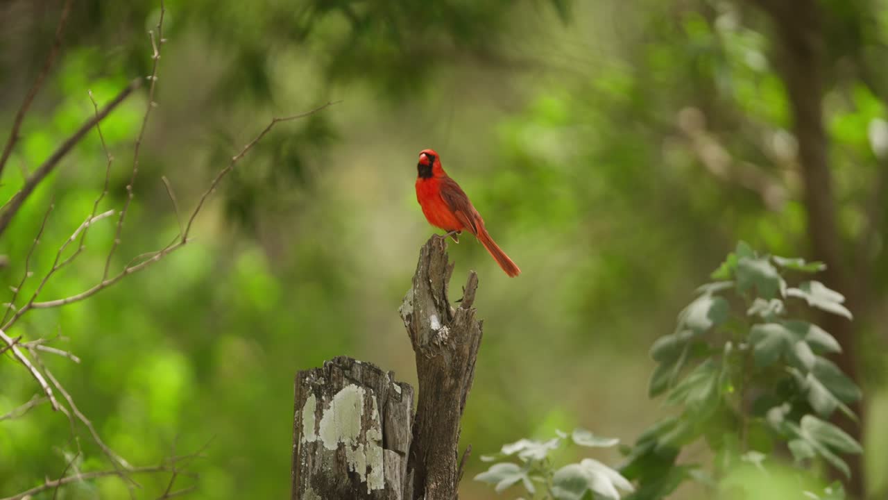 un cardenal del norte rojo vibrante posado en un tronco de árbol en un bosque verde exuberante