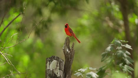 Un-Vibrante-Cardenal-Rojo-Del-Norte-Encaramado-En-El-Tocón-De-Un-árbol-En-Un-Exuberante-Bosque-Verde