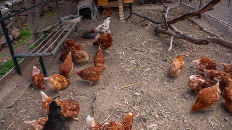 chickens in a pen eating seeds