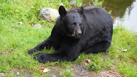 black bear eating . alaska