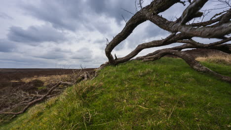 Timelapse of rural nature bogland with tree trunks in the foreground during cloudy day viewed from Carrowkeel in county Sligo in Ireland