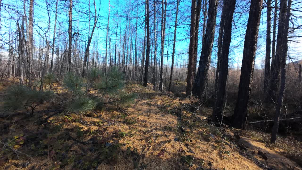 Brændt skov