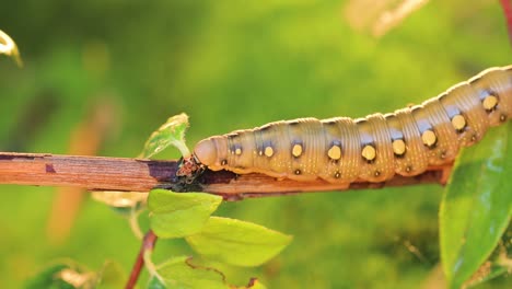 caterpillar bedstraw hawk moth crawls on a branch during the rain. caterpillar (hyles gallii) the bedstraw hawk-moth or galium sphinx, is a moth of the family sphingidae.