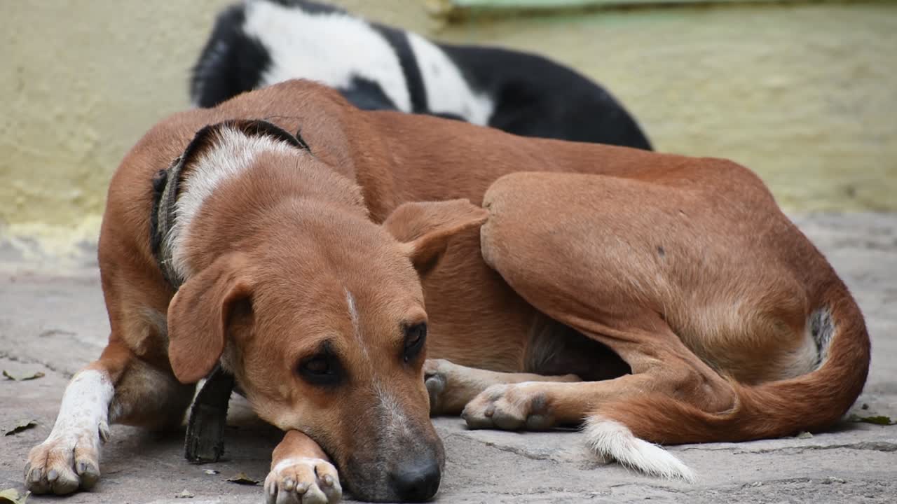집 대문 앞에서 자고 있는 두 마리의 개