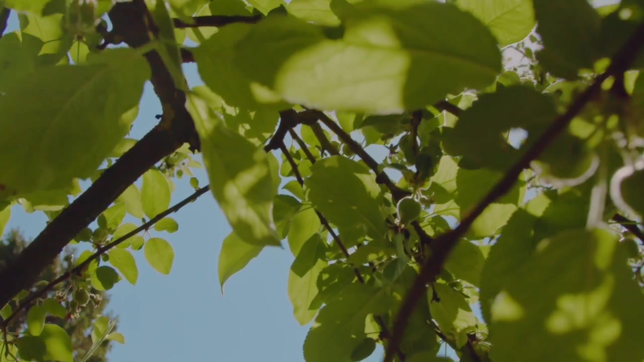 Movimento fluido in soggettiva sotto meli in un giardino estivo con il sole che splende nell'obiettivo. Concetto di vacanza estiva.