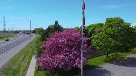 Kirschblüten-Aus-Der-Luft-An-Einem-Tag-Mit-Blauem-Himmel-In-Einem-Stadtpark