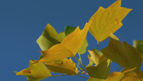 el otoño dorado en un hermoso bosque. hojas amarillas de arce colgando de las ramas.