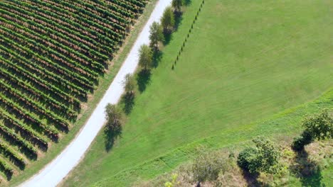 aerial-view-of-vineyard-road-trees-and-nicely-cut-lawn-on-summer-day,-geometric