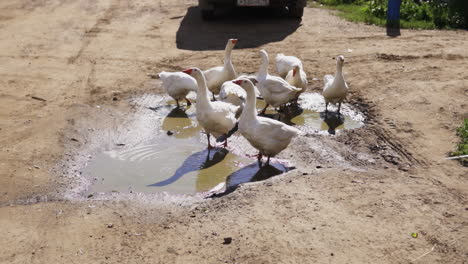 geese in a puddle on a dirt road