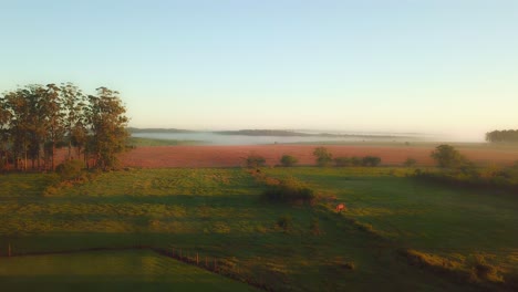 early morning mist, grasslands, rainforest and pine trees just after sunrise