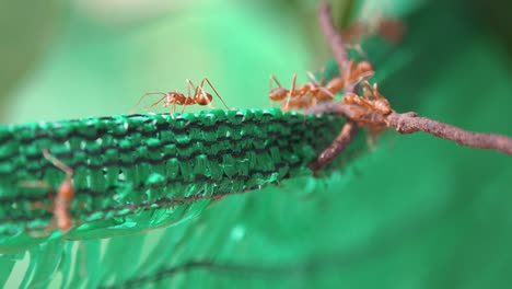 close up shot of large red weaver ants exploring some green plastic netting