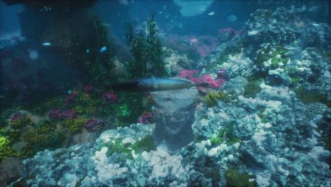 underwater coral reef scene