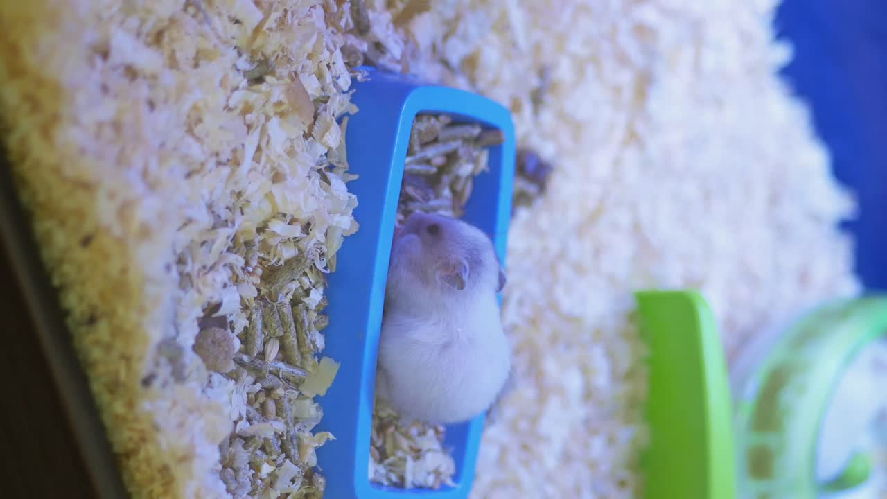 Close-up of a small hamster in its cage