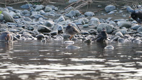 Blick-Auf-Eine-Schwimmende-Grünflügelige-Krickente-Und-Weißwangige-Stare-Am-Futakotamagawa-Fluss-In-Tokio,-Japan---Statische-Aufnahme