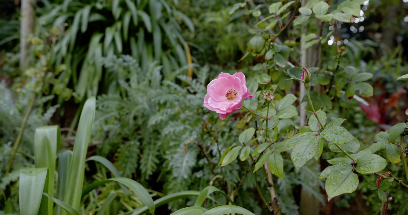 La cámara se acerca a la derecha, enfocando una rosa rosa mecida por la brisa con gotas en el jardín