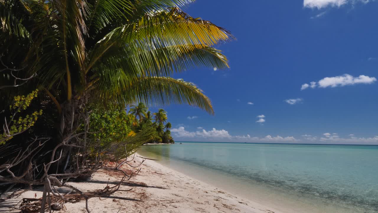 Palme da cocco sulla spiaggia tropicale più bella dell'atollo di Fakarava, Polinesia Francese, con l'acqua cristallina della laguna blu sullo sfondo