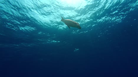 beautiful underwater footage of a marine turtle swimming gracefully above a vibrant coral reef in the crystal-clear waters of the maldives.