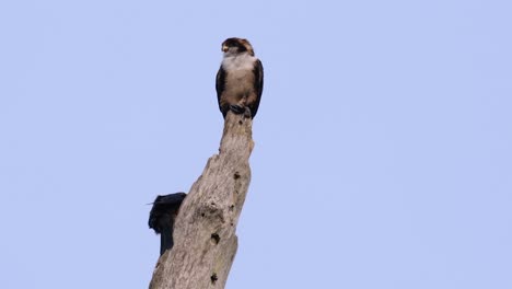 the black-thighed falconet is one of the smallest birds of prey found in the forests in some countries in asia