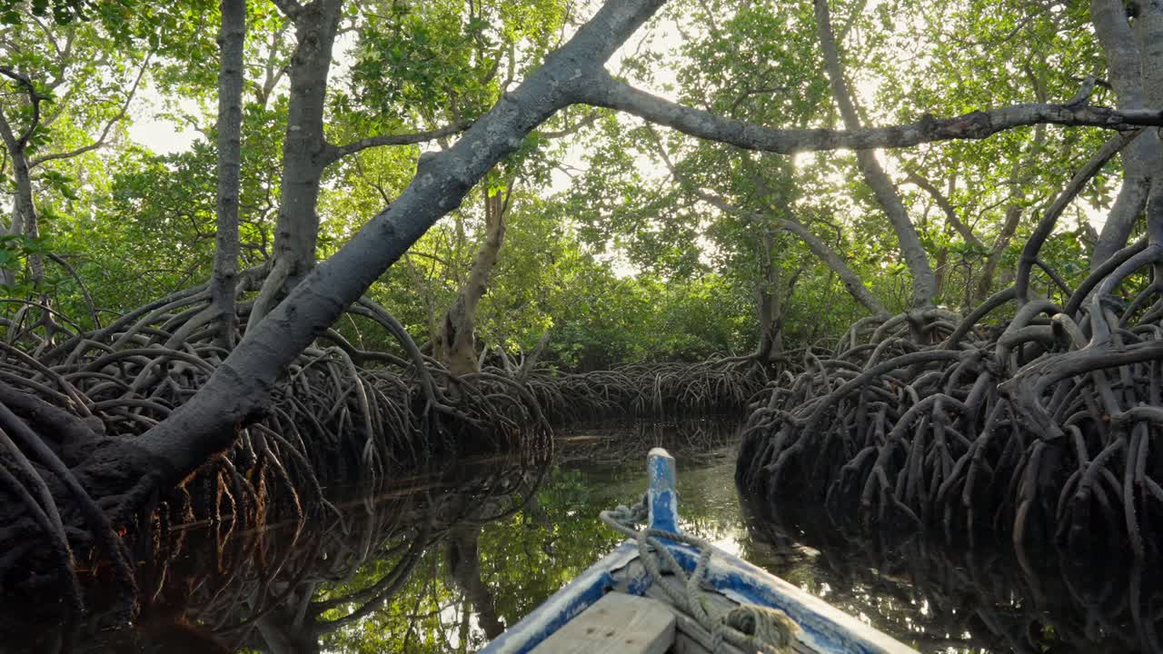 Vy från en liten båt som sakta glider fram genom tät mangrovedskog med trassliga rötter, välvda träd och solljus som filtreras genom bladverket i Malindi, Kenya