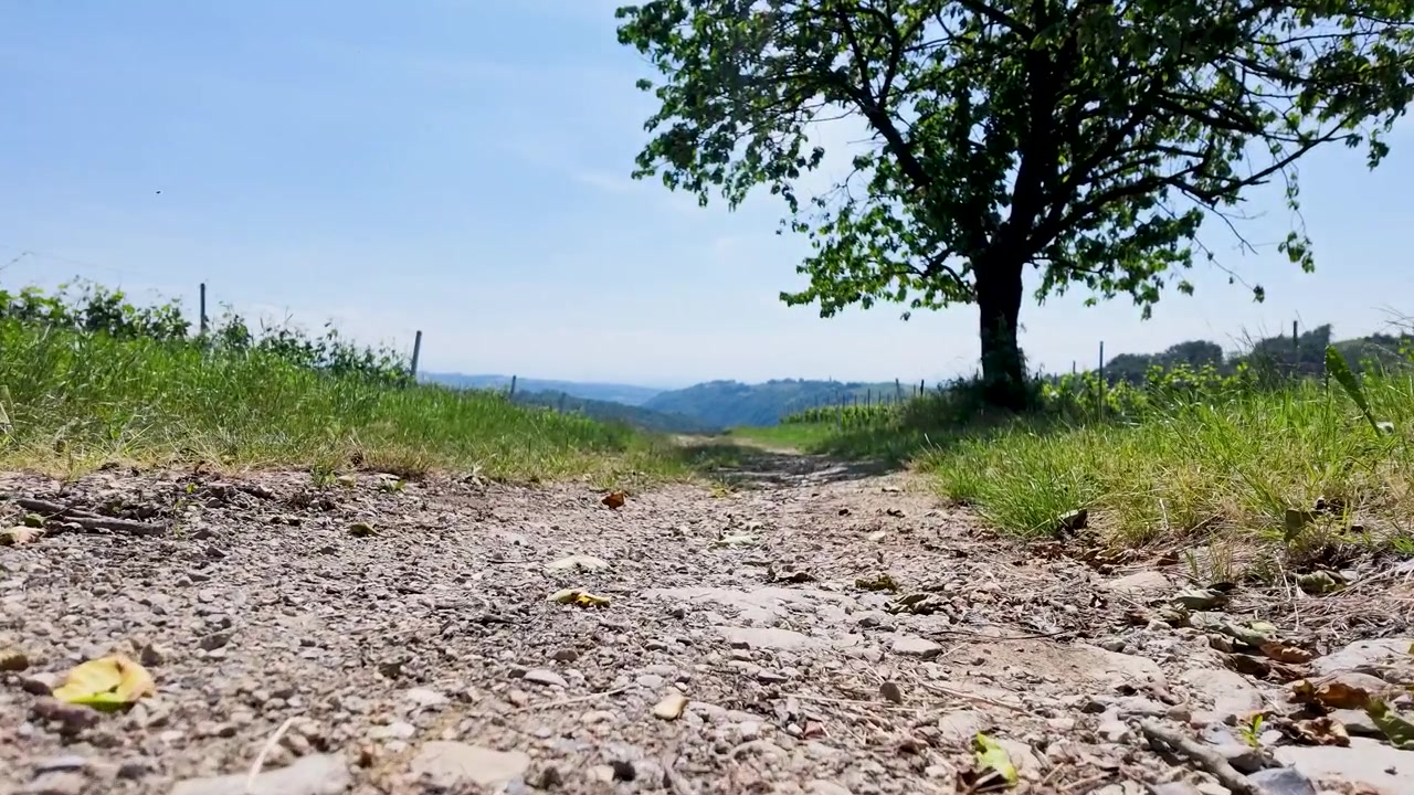 晴れ渡った明るい空の下、田舎の未舗装路を捉えた静止したローアングルショット。