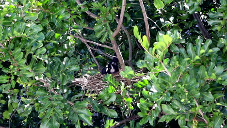 An-Australian-Magpie-sits-on-a-nest-high-up-in-a-tree,-in-Sydney-Australia