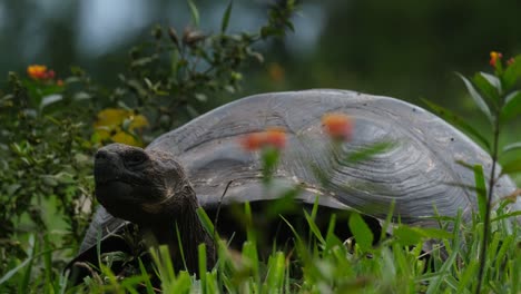 Retrato-De-Una-Tortuga-Gigante-Endémica-En-El-Oeste-De-La-Isla-Santa-Cruz,-Galápagos,-Ecuador